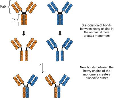 IgG4 autoantibodies and autoantigens in the context of IgG4-autoimmune disease and IgG4-related disease